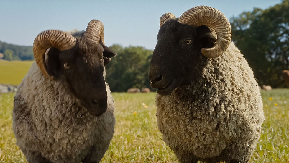 Two rams with curled horns stand on a grassy field, facing each other. The background features trees under a clear blue sky.