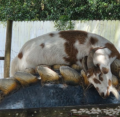 goat 3.jpeg