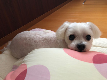 新しい家族??