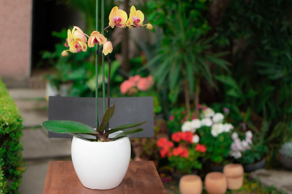 Miniatura: ORQUÍDEA