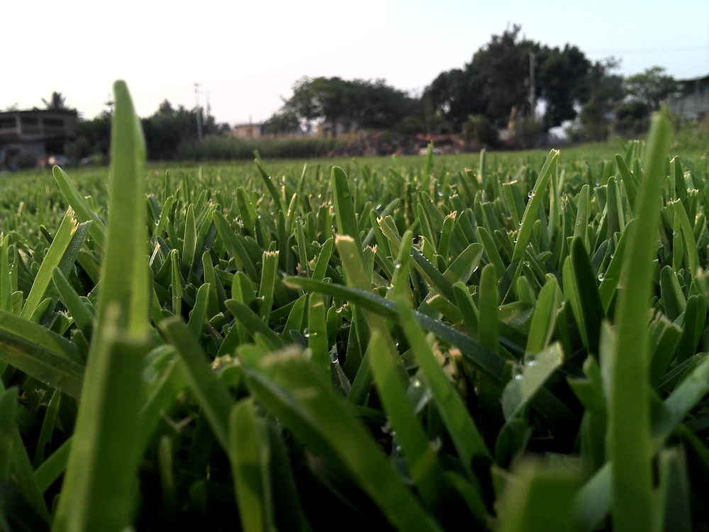 🥇Césped Verde,Guia de colocación y mantenimiento