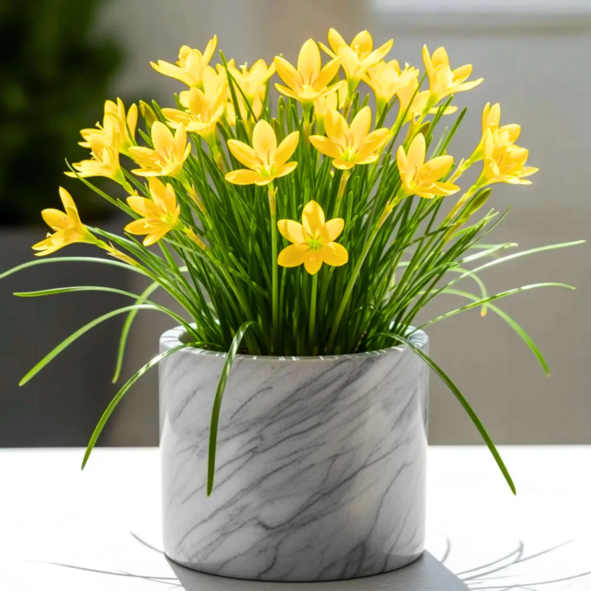 Lilly Yellow