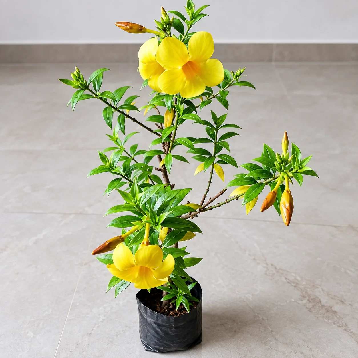 Mini Alamanda