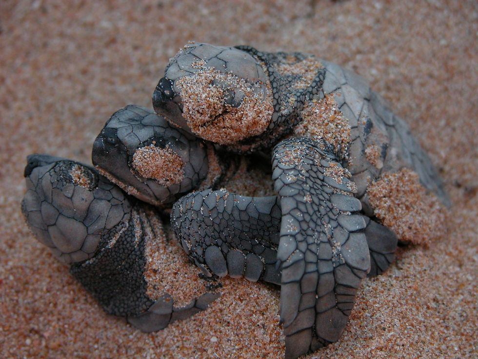 Olive Ridley hatchlings
