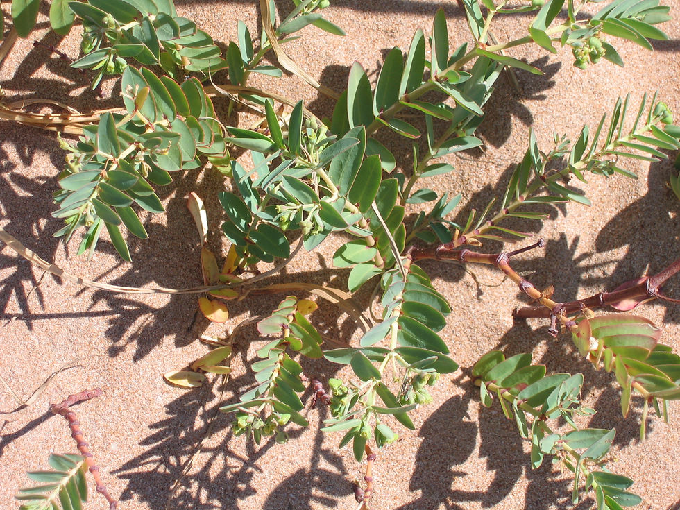 Sesbania sp.