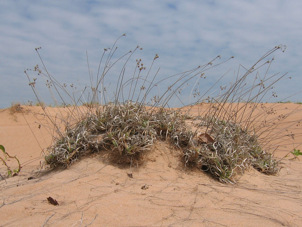 Fimbristylis sericea