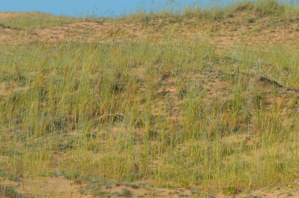 Sorghum timorense