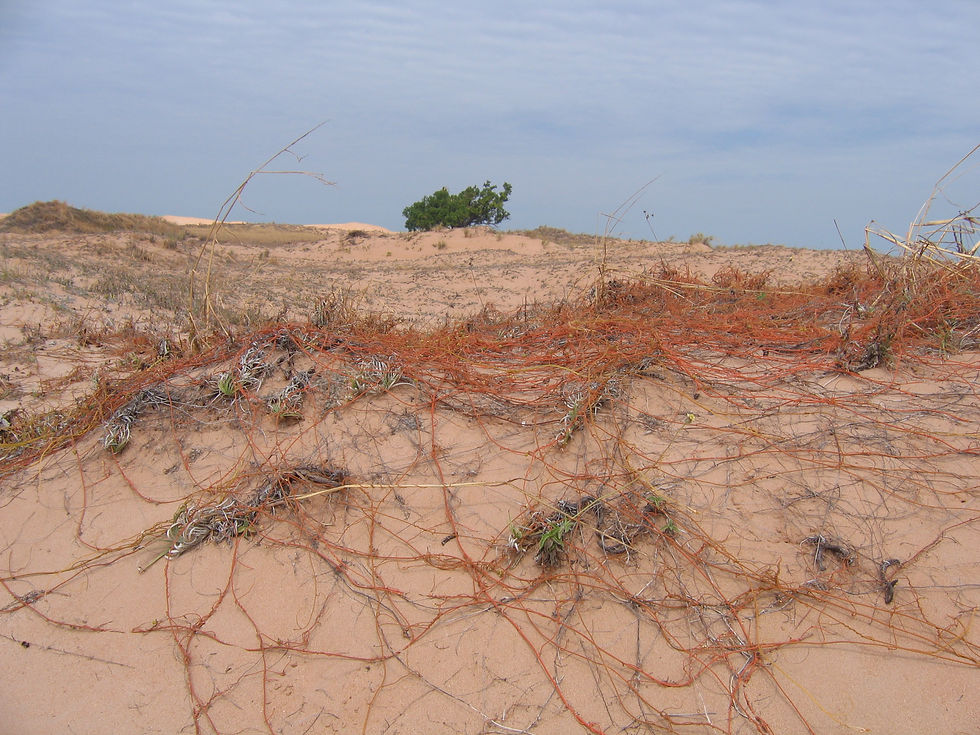 Cassytha filiformis
