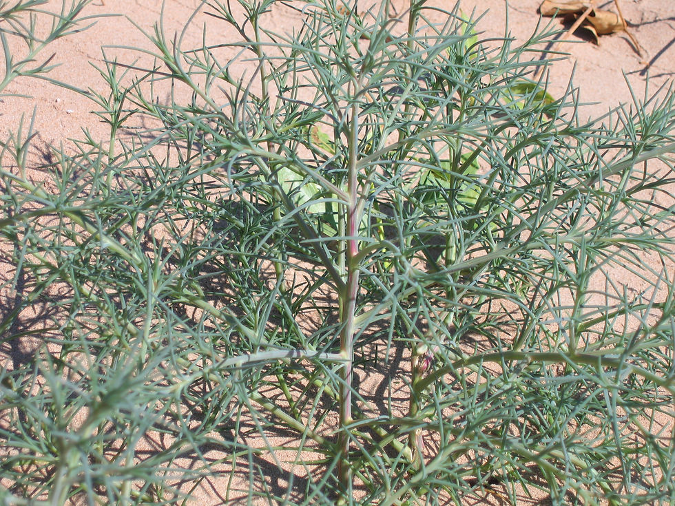 Salsola australis