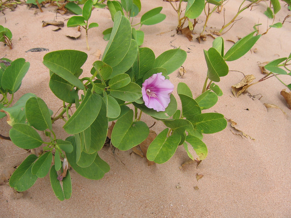Ipomea pes- caprae
