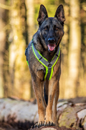 Rya´c (Malinois/DSH-Mix)