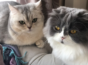 Hanzade ve Alice’in Hikâyesi