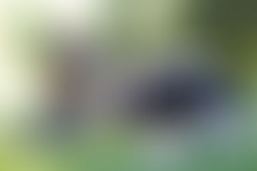 Kedi ve Köpeklere Kök Hücre Tedavisi