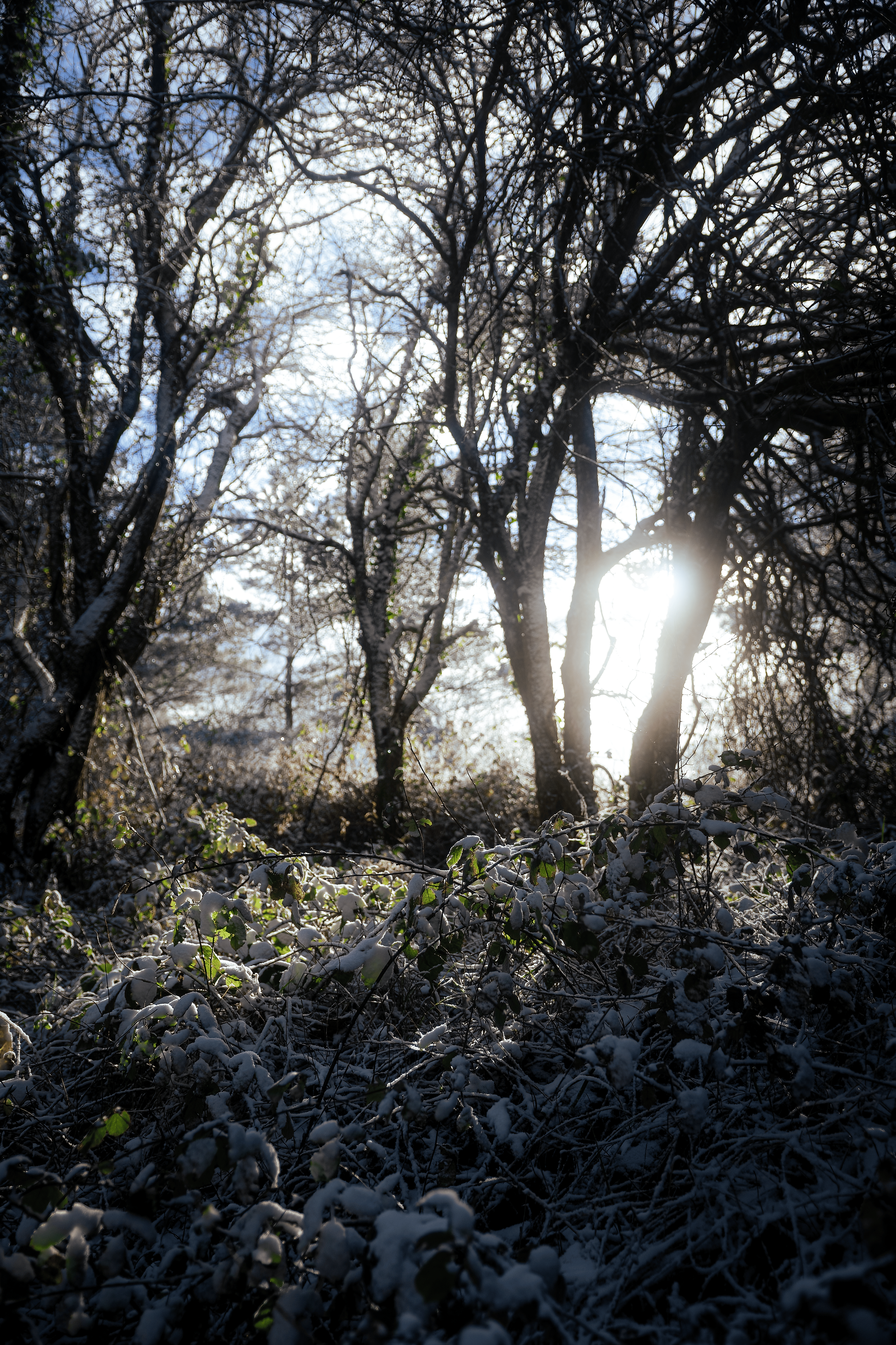 sol entre ramas y nieve