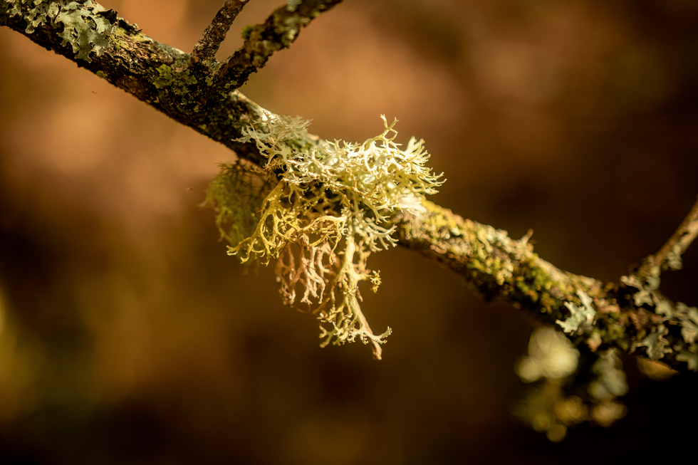 Otoño en el Parque Natural Gorbea, Álava