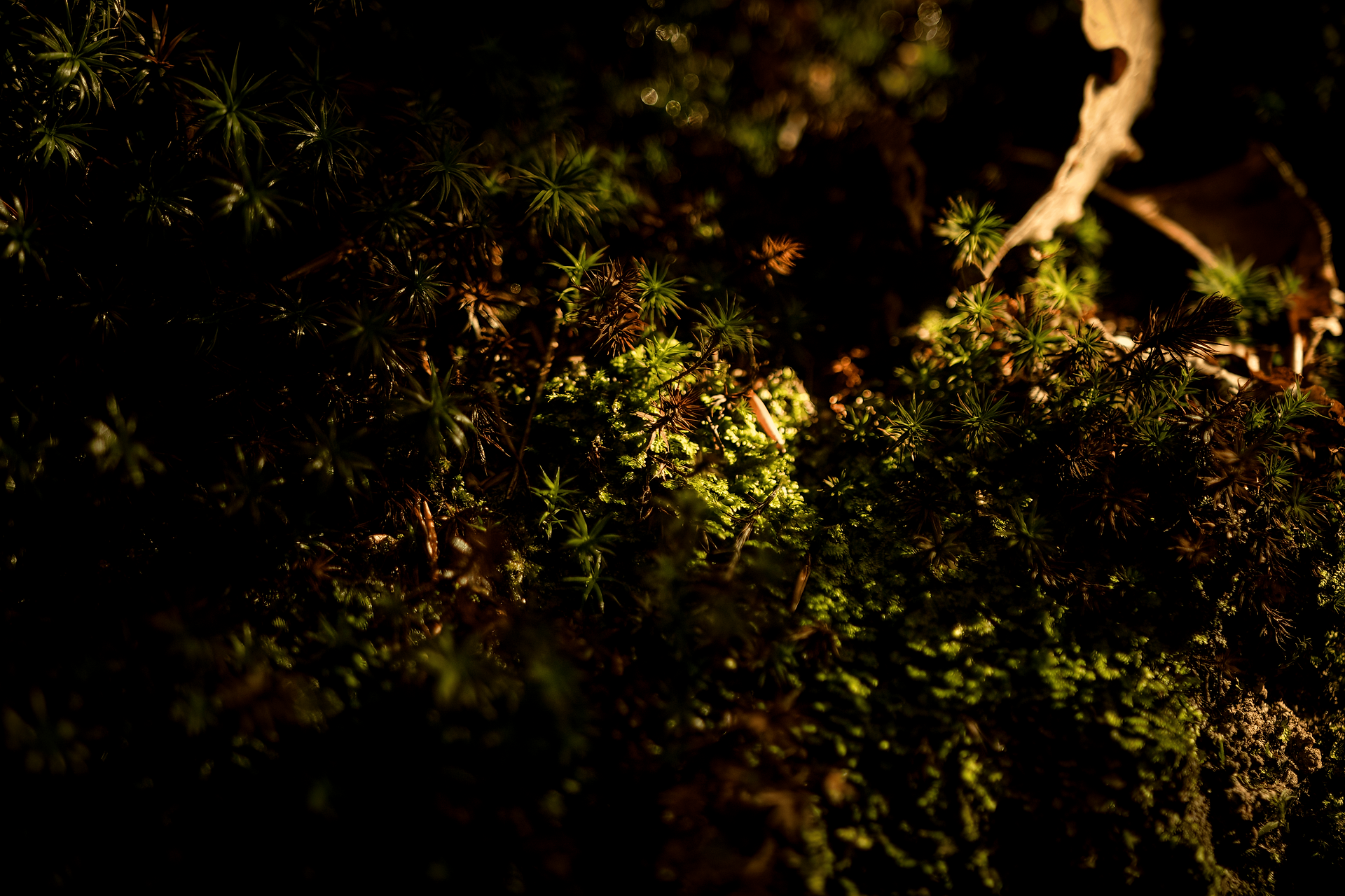Otoño en el Parque Natural Gorbea, Álava 
