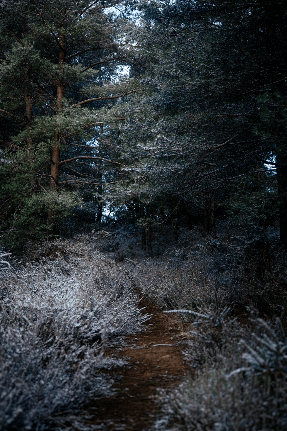 camino nevado oscuro en el Puerto de Vitoria