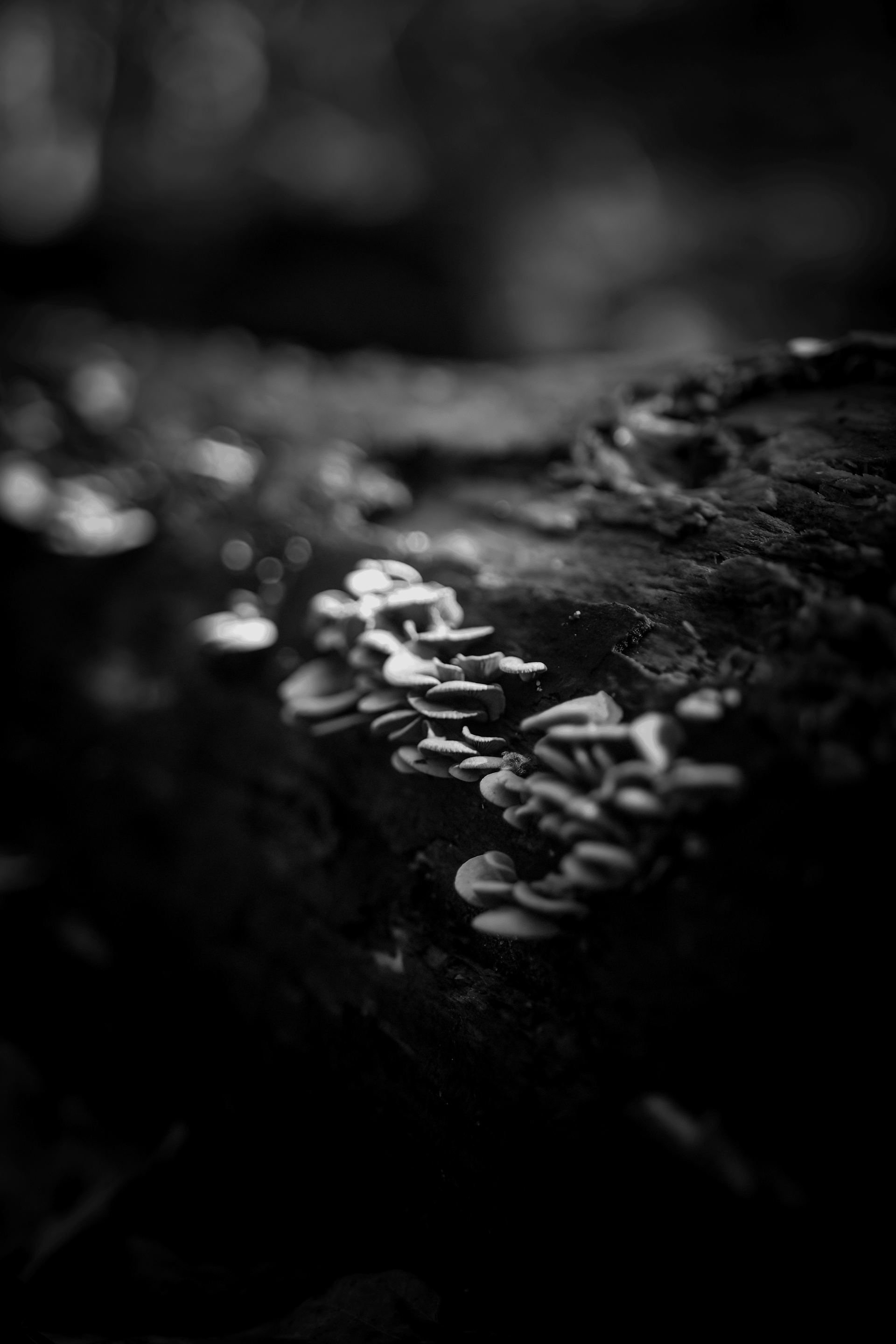 Otoño en el Parque Natural Gorbea, Álava 
