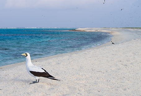 mellish reef 2.jpg