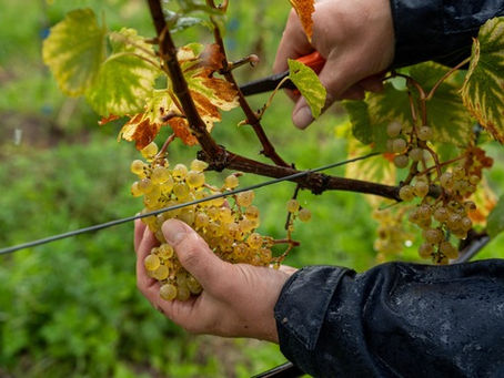 Erste Weinlese auf dem SCHLOSS-Weinberg erfolgreich abgeschlossen