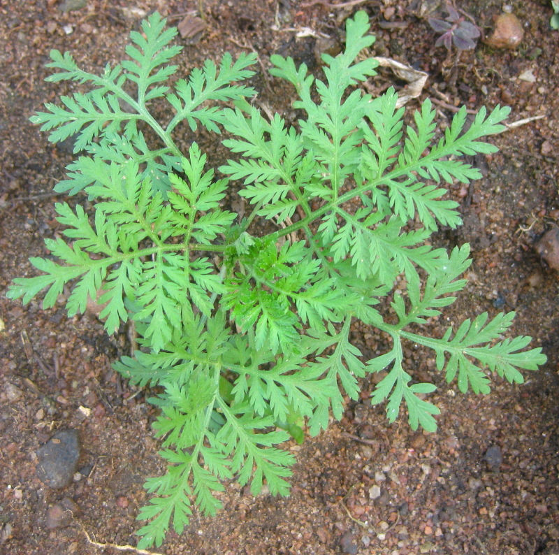 Miniature : Ateleir GCHCR-Technique et Culture d’Artemisia annua et d’Artemisia afra