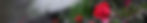 rose header.jpg
