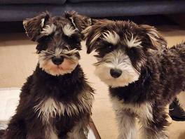 犬好きなもので…。