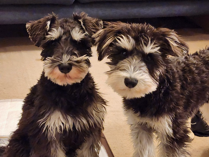 犬好きなもので…。