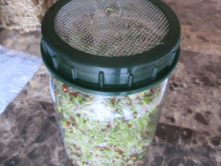 Grow your own Sprouts...So Insanely Simple!!!