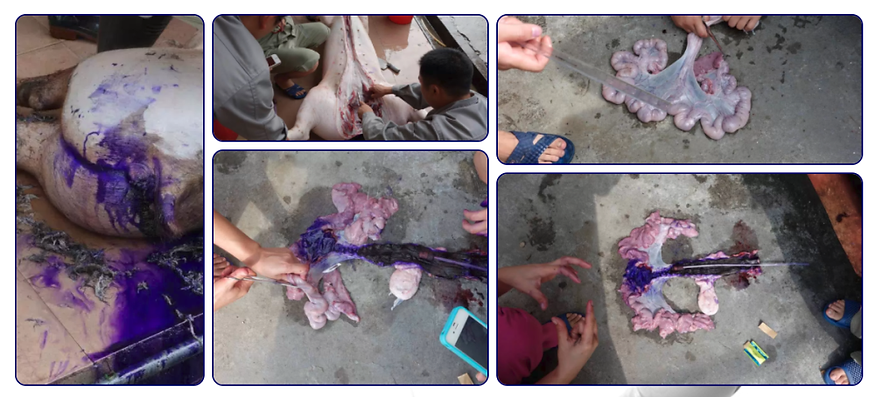 The competitions PCAI catheter only puddles inside the uterus.