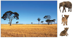 Savana (2)