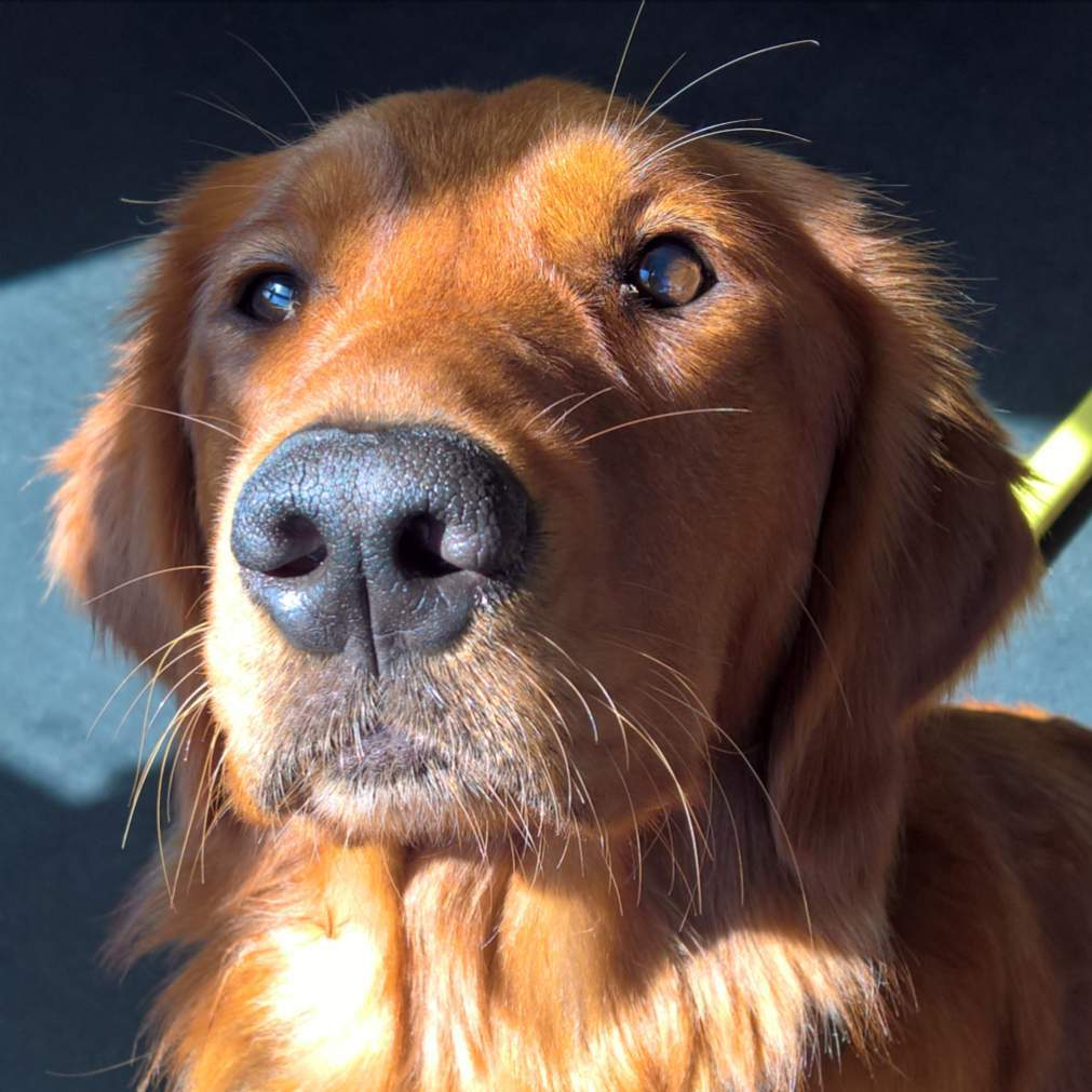 Kalispell The DOG Club