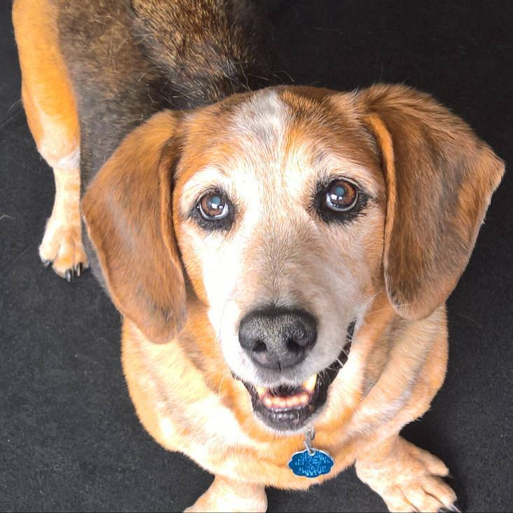 Kalispell The DOG Club