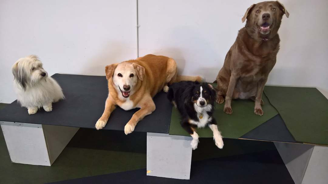 Kalispell The DOG Club