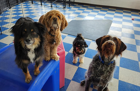 Multiple dogs from our littles area
