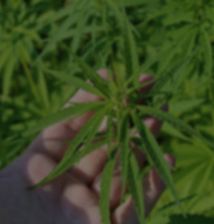 hemp-plant-3661210_1920_edited.jpg