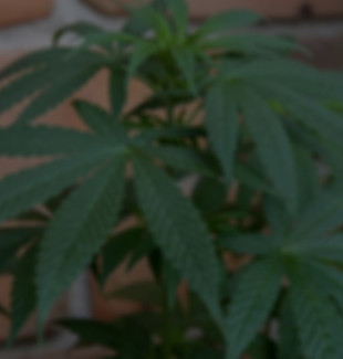 marijuana-3447614_960_720-800x533_edited.jpg
