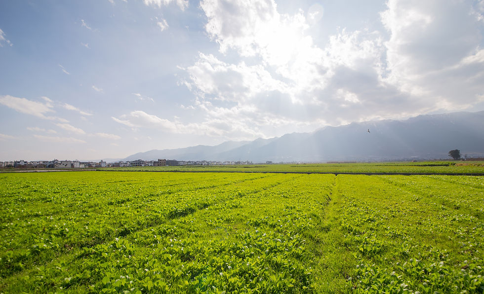 Irrigation System