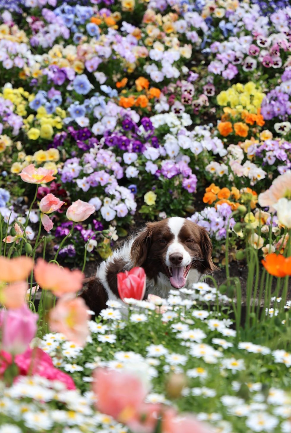 Paws Among the Petals - Dogs Day Out