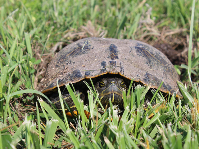 Turtle in the grass