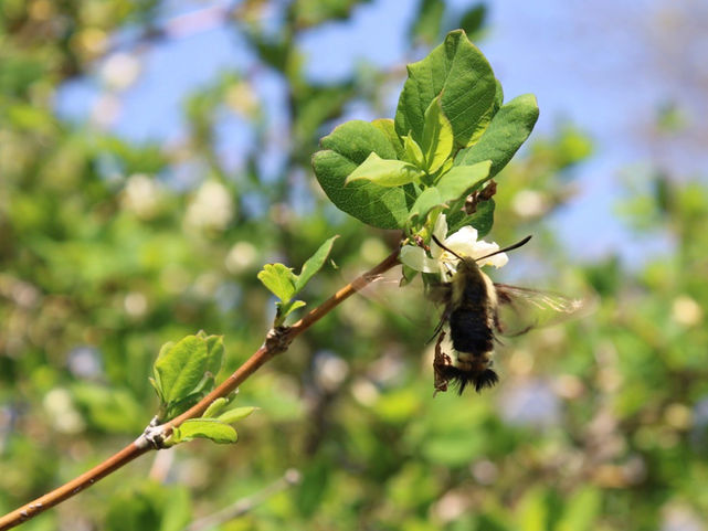 Insect on flower