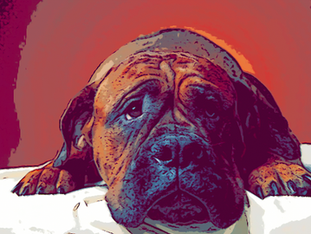 ¿QUÉ TIENE QUE VER EL COMPORTAMIENTO DE TU PERRO CON SU INTESTINO?  