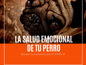 La salud emocional de tu perro