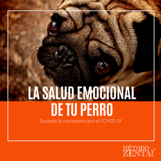 La salud emocional de tu perro