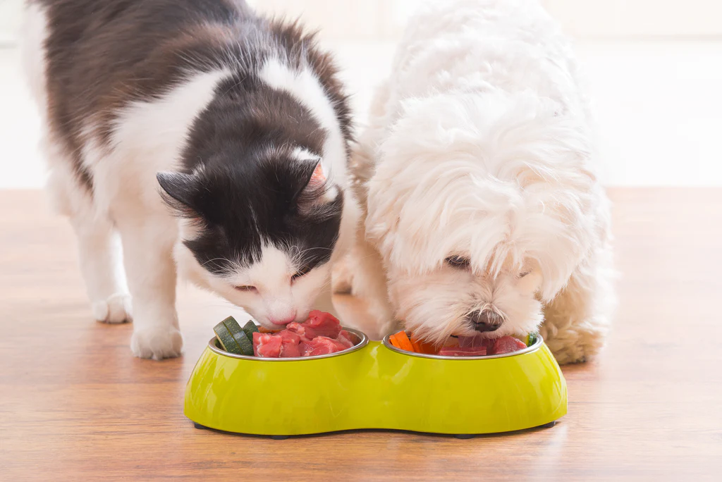 shutterstock_398519896_1024x1024.png.webp