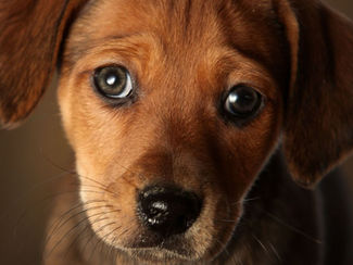 ¿El comportamiento de tu perro es “normal”? Guía rápida para entender qué está pasando