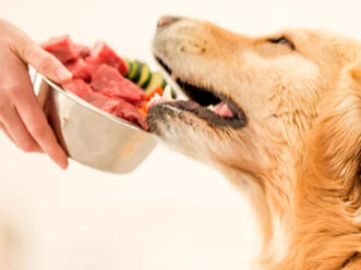 5 Estrategias para Superar a la Competencia en el Mercado de Dietas Naturales para Perros y Gatos 🐾