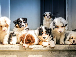 ¿CÓMO DESCIFRAR LA FUNCIÓN QUE TU PERRO TIENE EN LA VIDA? Claves para entender su comportamiento