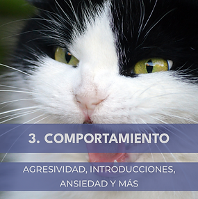 Problemas de comportamiento y nutrición en gatos
