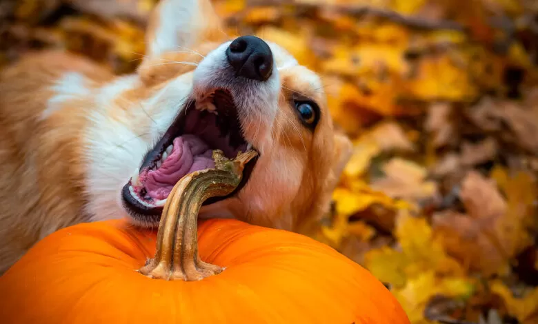 perro-comiendo-una-calabaza-780x470.jpg.webp